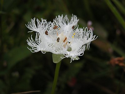 シラヒゲソウ（白髭草）