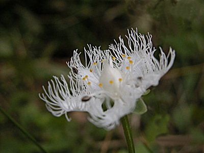 シラヒゲソウ（白髭草）