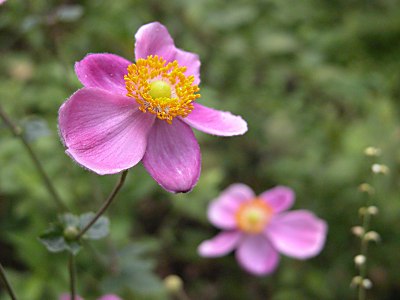 シュウメイギク（秋明菊