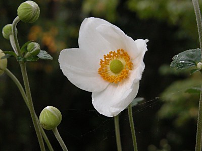 シュウメイギク 貴船菊と園芸種 の育て方 山野草を育てる