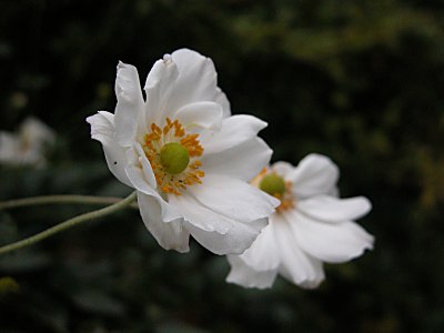 シュウメイギク（貴船菊）白花