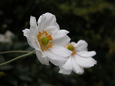 シュウメイギク 貴船菊と園芸種 の育て方 山野草を育てる