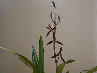 ケイラン(大勲)