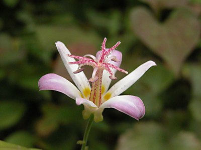 白とピンクのホトトギスの花