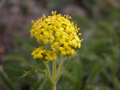 タカネオミナエシ（高嶺女郎花）