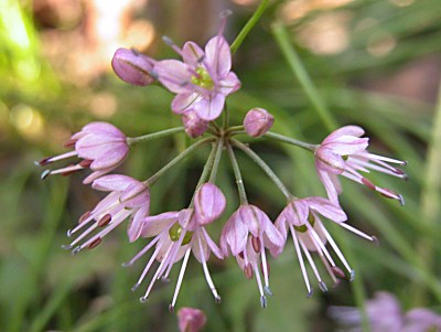 イトラッキョウ 糸辣韮 シロバナイトラッキョウ 白花糸辣韮 の育て方 山野草を育てる