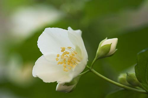 バイカウツギ 梅花空木 の育て方 山野草を育てる