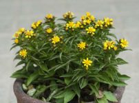 イッスンキンカ