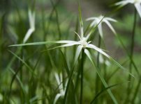 シラサギカヤツリ