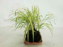 キンウラハグサ（Hakonechloa macra ‘Aureola’）