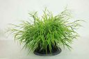 （Hakonechloa macra ‘Aureola’）