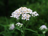 キタノコギリソウ