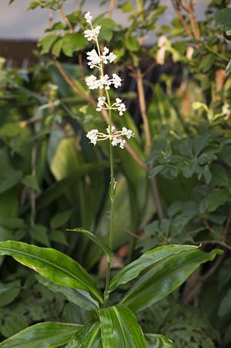 ヤブミョウガ 藪茗荷 の育て方 山野草を育てる