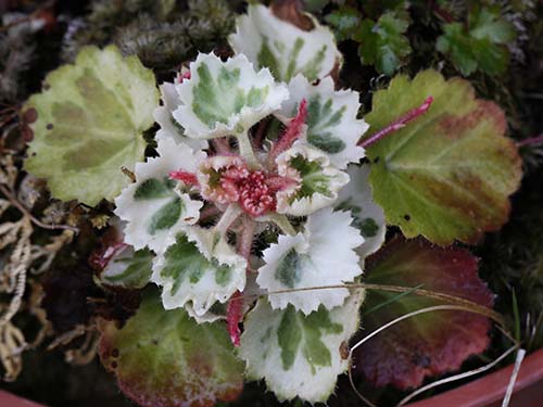 ユキノシタ 雪の下 の育て方 山野草を育てる