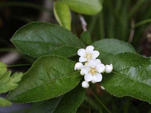 カマツカ 鎌柄 の草物盆栽の育て方 山野草を育てる