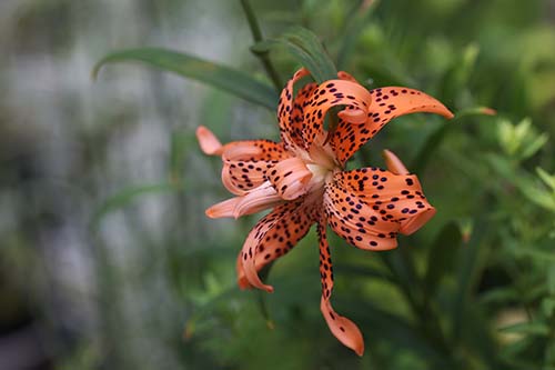 オニユリ 鬼百合 の育て方 園芸品種のユリ 山野草を育てる