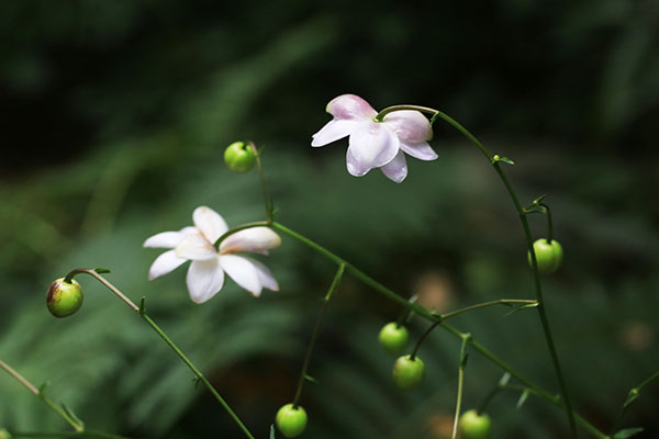 レンゲショウマ 蓮華升麻 の育て方 山野草を育てる