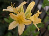 キレンゲツツジ