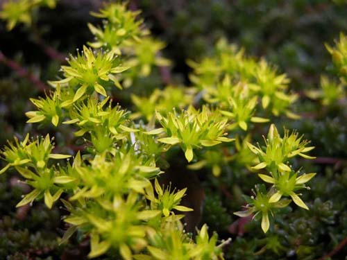 コゴメマンネングサ 小米万年草 の育て方 ツルマンネングサの特徴 山野草を育てる