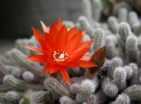 サボテン　ビレイヒメ（美鈴姫）