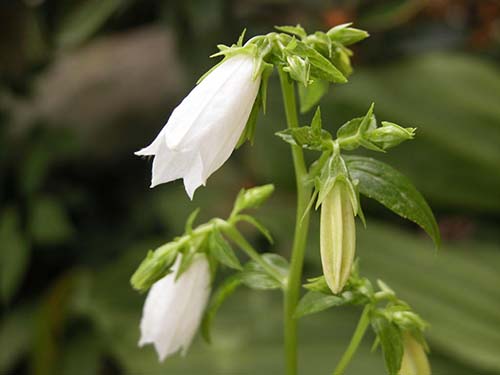 シマホタルブクロ 島蛍袋 の育て方 山野草を育てる