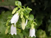 シマホタルブクロ