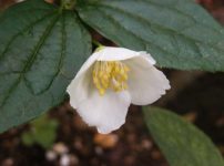 ヒカゲツツジ 日陰躑躅 の育て方 山野草を育てる