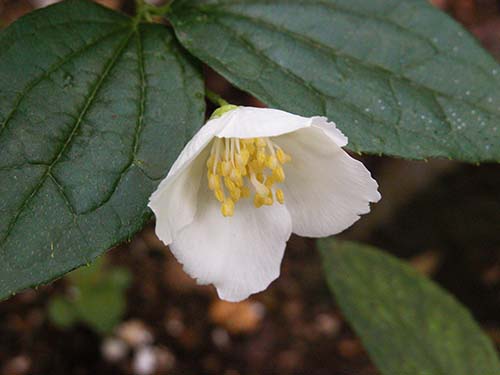 バイカウツギ 梅花空木 の育て方 山野草を育てる