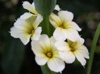 シシリンチウム・ストリアタム