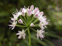 タケシマイワラッキョウ（セツカヤマネギ）