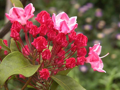 カルミア オスボレッド Kalmia Latifolia Ostbo Red の育て方 山野草を育てる