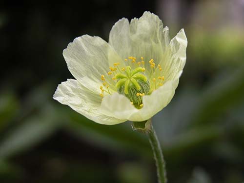 リシリヒナゲシ 利尻雛芥子 の育て方 山野草を育てる