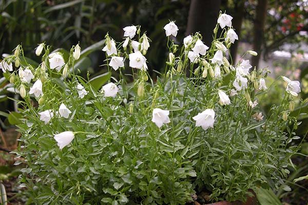 チャボキキョウ ババリア ブルー とチャボキキョウ ババリア ホワイト の育て方 山野草を育てる