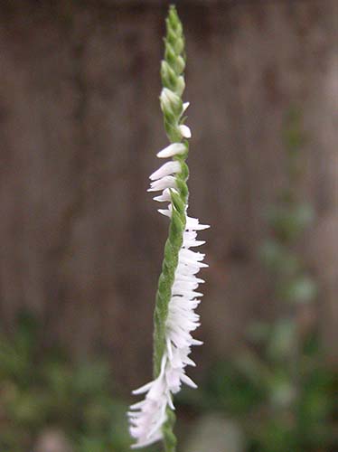 ネジバナ モジズリ シロバナネジバナの育て方 山野草を育てる