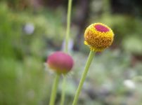 マルバナハシャギク