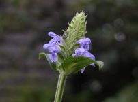 ネペタ・ネルボーサ ’ブルームーン’