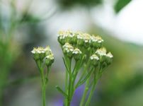 ヤマノコギリソウ