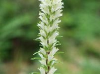 カンパニュラ シルソイデス