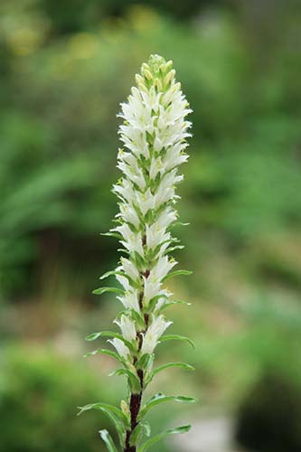 カンパニュラ シルソイデス 黄花ベルフラワー の育て方 山野草を育てる