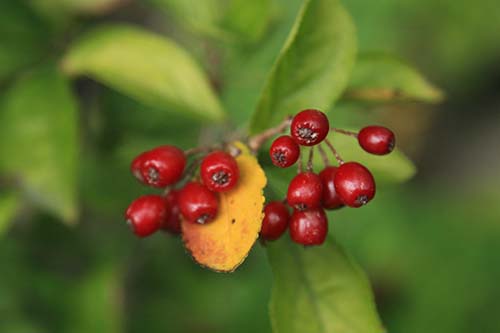 カマツカ 鎌柄 の草物盆栽の育て方 山野草を育てる