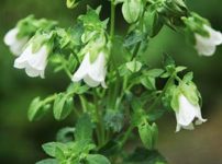 シンフィアンドラ・ホフマニイ