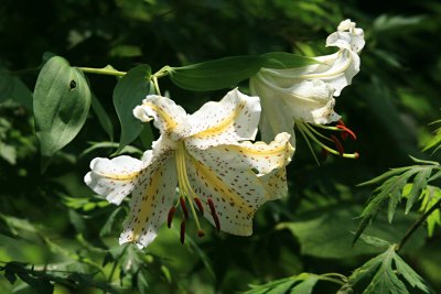 ヤマユリ 山百合 の育て方 山野草を育てる