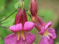 レーマニア・エラータ