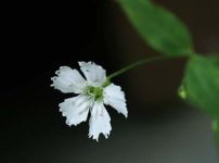 センジュガンピ