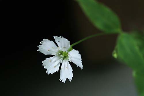 センジュガンピ 千手岩菲 の育て方 山野草を育てる