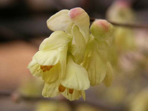 ヒュウガミズキ 日向水木 の育て方 山野草を育てる