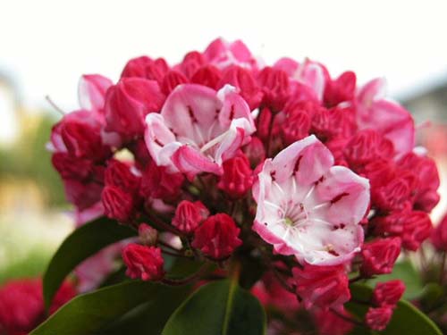 カルミア オスボレッド Kalmia Latifolia Ostbo Red の育て方 山野草を育てる