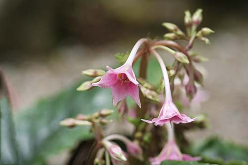 イワタバコ 岩煙草 の育て方 山野草を育てる