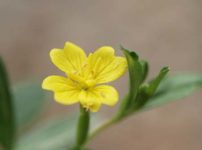 斑入りヒメツキミソウ