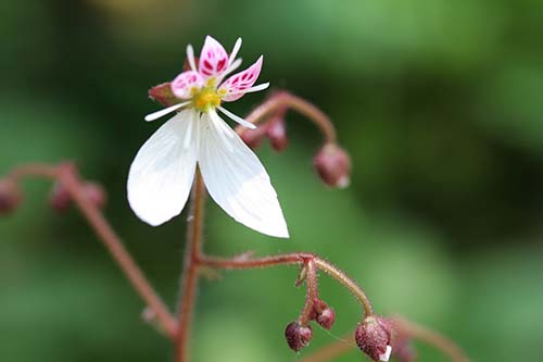 ユキノシタ 雪の下 の育て方 山野草を育てる